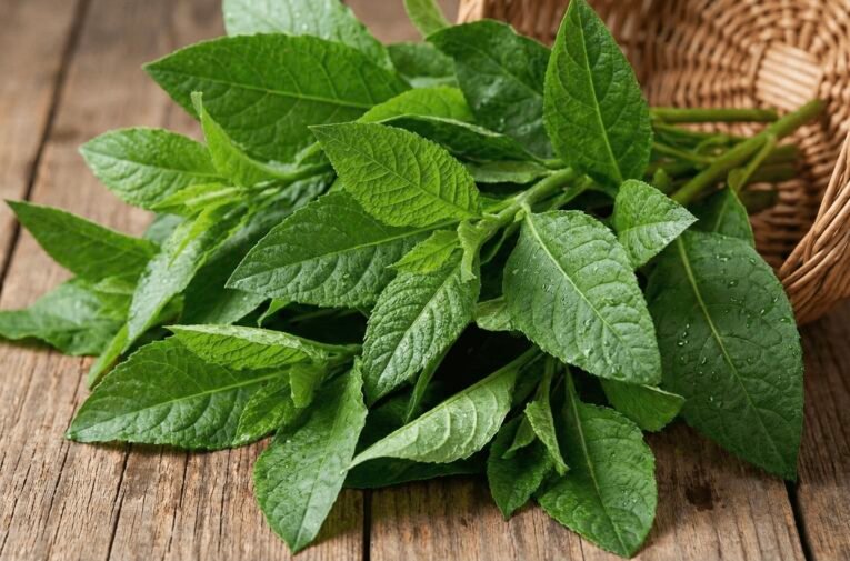 Immunity Boost: Unlocking the Incredible Health Benefits of Bitter Leaf and Where to Find It